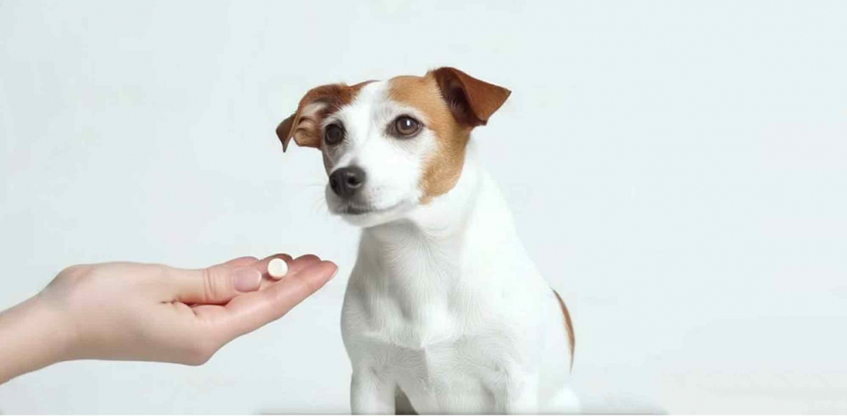 Як дати собаці таблетку-6 способів