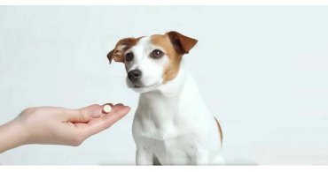 Как дать собаке таблетку- 6 способов