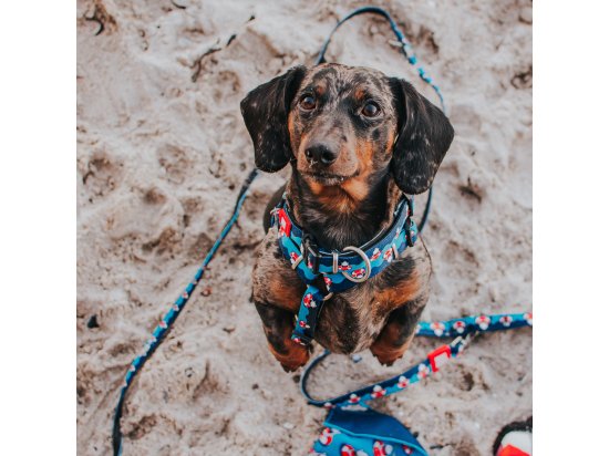 Фото - амуниция Max & Molly Urban Pets Smart ID Collar ошейник для собак с QR-кодом Frenzy the Shark