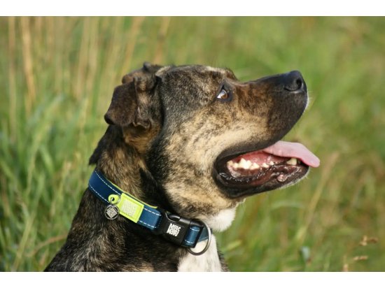 Фото - амуниция Max & Molly Urban Pets Smart ID Collar ошейник для собак с QR-кодом Matrix Lime Green
