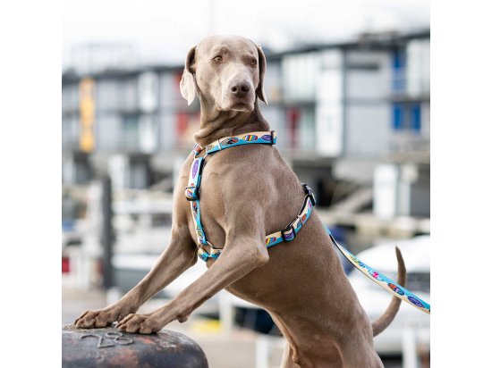 Фото - амуниция Max & Molly Urban Pets H-Harness шлея для собак Aloha