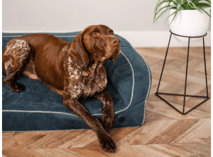 Фото - лежаки, матраси, килимки та будиночки Harley & Cho SLEEPER DENIM диван для собак, синій