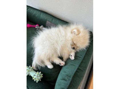 Фото - лежаки, матрасы, коврики и домики Harley & Cho DREAMER VELOUR GREEN лежак для собак (велюр), зеленый