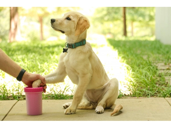 Фото - лапомойка Dexas (Дексас) MUDBUSTER лапомойка силиконовая для собак, розовый