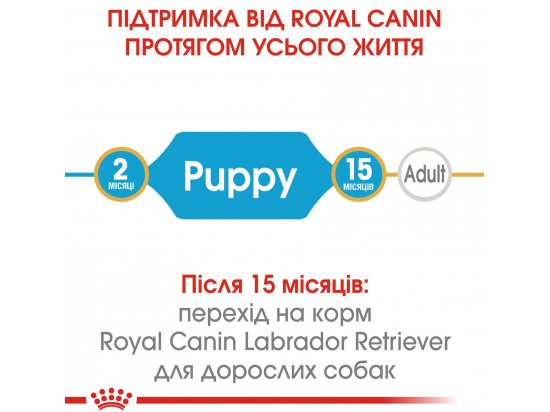 Фото - сухой корм Royal Canin LABRADOR RETRIEVER PUPPY (ЛАБРАДОР РЕТРИВЕР ПАППИ) корм для щенков до 15 месяцев