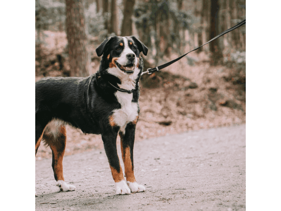 Фото - амуниция Sprenger прорезиненный поводок для собак без ручки ЧЕРНЫЙ