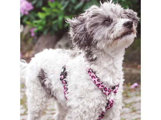 Фото - амуниция Max & Molly Urban Pets H-Harness шлея для собак Leopard Pink