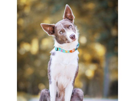 Фото - амуниция Max & Molly Urban Pets Smart ID Collar ошейник для собак с QR-кодом Ducklings