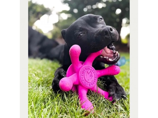 Фото - іграшки Kiwi Walker (Ківі Волкер) ВОСЬМИНІГ іграшка для собак, рожевий