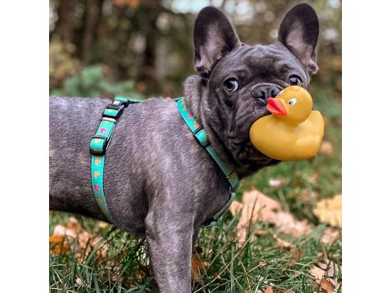 Фото - амуніція Max & Molly Urban Pets H-Harness шлея для собаки Ducklings