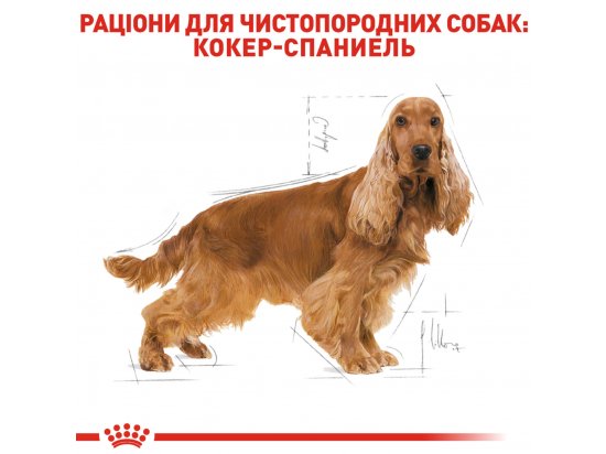 Фото - сухой корм Royal Canin COCKER ADULT (КОКЕР ЭДАЛТ) корм для собак от 10 месяцев