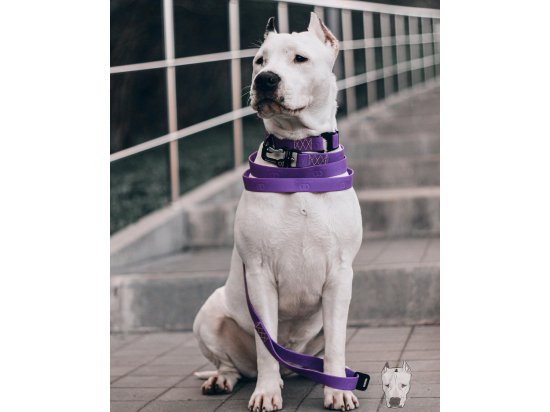 Фото - амуниция Collar EVOLUTOR супер прочный ошейник для собак ФИОЛЕТОВЫЙ