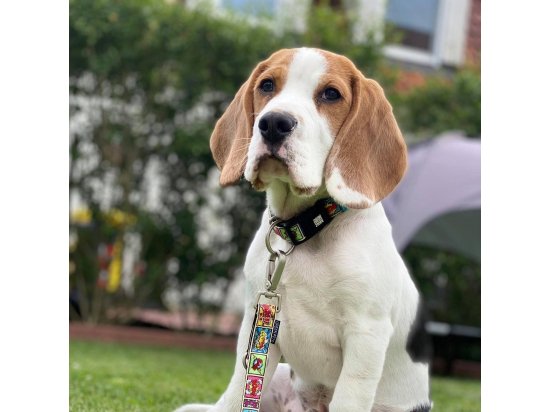 Фото - амуніція Max & Molly Urban Pets Smart ID Collar нашийник для собак з QR-кодом Comic