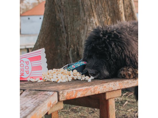 Фото - амуніція Max & Molly Urban Pets Smart ID Collar нашийник для собак з QR-кодом Popcorn