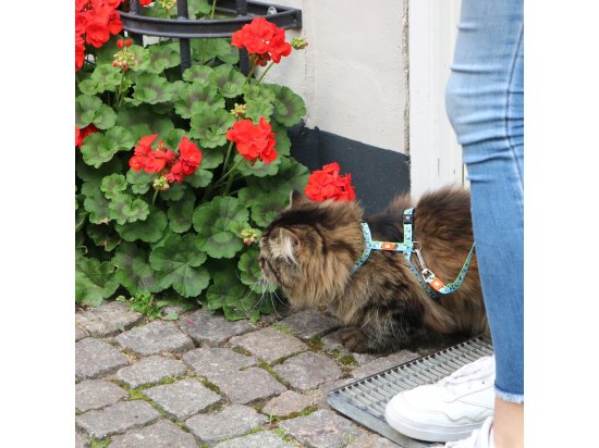 Фото - шлейки, нашийники Max & Molly Urban Pets Cat Harness/Leash Set шлейrка з повідцем для кішок Black Sheep