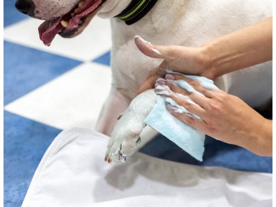 Фото - повсякденна косметика Dog Sponge Одноразова губка з шампунем для миття собак і котів з екстрактом вівса