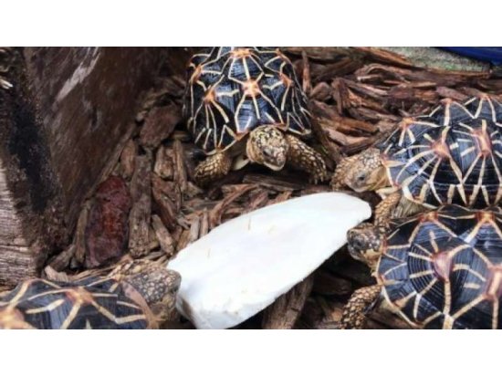 Фото - корм для черепах Trixie Мелок для рептилий (76385)
