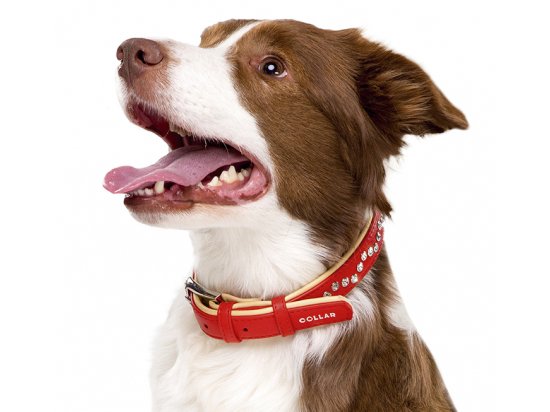 Фото - амуниция Collar Brilliance - Ошейник кожаный двойной для собак со стразами