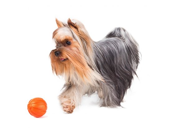 Фото - игрушки Collar Liker (Лайкер) - мяч-игрушка для щенков и взрослых собак