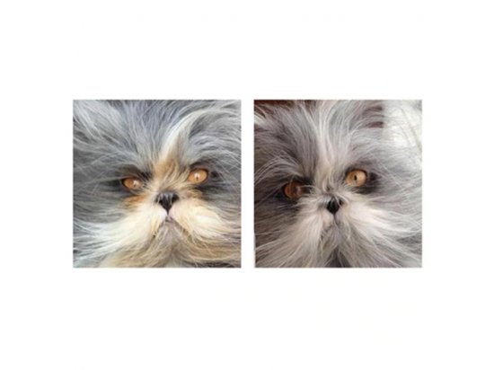 Фото - для очей Eye Envy SOLUTION лосьйон від слізних плям для кішок ЗАВИДНІ ОЧІ, 56,7 мл
