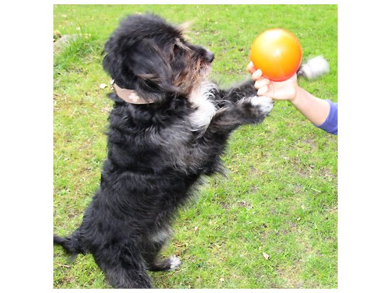 Фото - іграшки Jolly Pets BOUNCE-N-PLAY іграшка для собак, м'яч МАЛИЙ