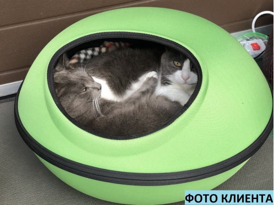 Фото - спальные места, лежаки, домики K&H Thermo-Mod Dream Pod лежак-домик с электроподогревом для котов