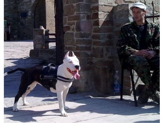 Collar POLICE Регулируемая шлея для собак ЧЕРНАЯ - 5 фото