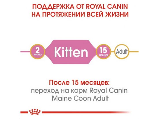 Фото - сухий корм Royal Canin KITTEN MAINE COON (МЕЙН КУН КІТТЕН) корм для кошенят