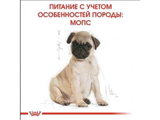 Royal Canin PUG PUPPY (МОПС ПАППИ) корм для щенков до 10 месяцев - 4 фото