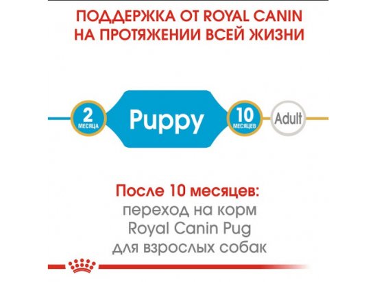 Royal Canin PUG PUPPY (МОПС ПАППИ) корм для щенков до 10 месяцев - 6 фото