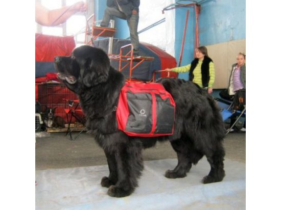 Collar Dog Extreme сумка на спину собаке  - 3 фото