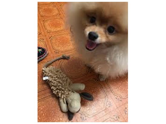 Trixie (Трикси) СОБАКА-ПИЩАЛКА игрушка для собак, плюш (35930) - 2 фото