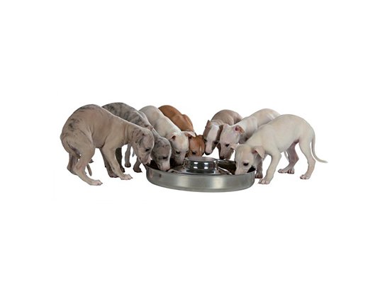 Фото - миски, поилки, фонтаны Trixie Puppy Bowl - Миска для щенков из нержавеющей стали
