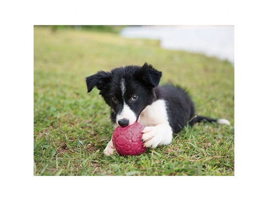 Фото - іграшки West Paw BOZ DOG BALL іграшка-м'яч для собак ВЕЛИКИЙ