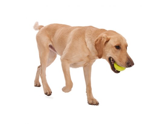 Фото - іграшки West Paw JIVE DOG BALL супер м'яч, іграшка для собак МАЛЕНЬКИЙ