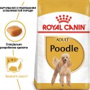 Фото - сухий корм Royal Canin POODLE ADULT (ПУДЕЛЬ ЕДАЛТ) корм для собак від 10 місяців