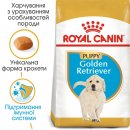Фото - сухой корм Royal Canin GOLDEN RETRIEVER PUPPY (ГОЛДЕН РЕТРИВЕР ПАППИ) корм для щенков до 15 месяцев