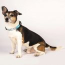 Фото - амуніція Max & Molly Urban Pets Smart ID Collar нашийник для собак з QR-кодом Unicorn