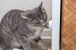 Фото - трава для котов и кошачья мята Trixie Шарик из кошачьей мяты с держателем (42242)