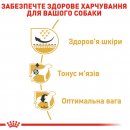 Фото - сухий корм Royal Canin PUG ADULT (МОПС ЕДАЛТ) корм для собак від 10 місяців