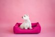 Фото - лежаки, матрасы, коврики и домики Harley & Cho DREAMER BERRY лежак для собак, фуксия