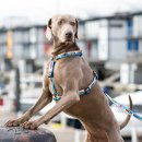 Фото - амуниция Max & Molly Urban Pets H-Harness шлея для собак Aloha