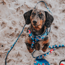 Фото - амуниция Max & Molly Urban Pets Smart ID Collar ошейник для собак Frenzy the Shark