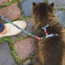 Фото - шлейки, нашийники Max & Molly Urban Pets Cat Harness/Leash Set шлейка з повідцем для кішок Little Monster
