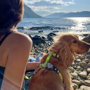 Фото - амуниция Max & Molly Urban Pets H-Harness шлея для собак Kiwi