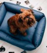 Фото - лежаки, матрасы, коврики и домики Harley & Cho DREAMER DENIM лежак для собак, синий