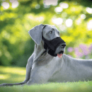 Фото - амуниция Coastal (Костал) Best Fit Adjustable Comfort Muzzle нейлоновый намордник для собак