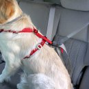 Фото - амуниция Kurgo Tru-Fit Smart Dog Car Harness универсальная автомобильная шлея для собак, красный
