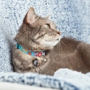 Фото - шлейки, нашийники Max & Molly Urban Pets Smart ID Cat Collar нашийник для кішок Little Monsters,