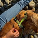 Фото - амуніція Max & Molly Urban Pets H-Harness шлейки для собак Kiwi